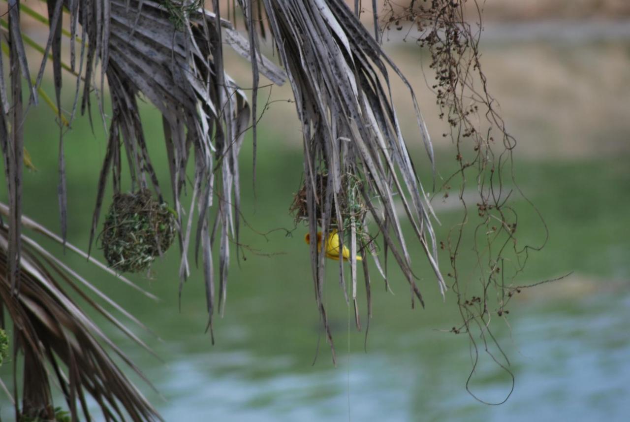 Lemara Eco Camp Otel Kisaki Dış mekan fotoğraf